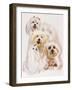 Maltese-Barbara Keith-Framed Giclee Print