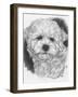 Maltichon-Barbara Keith-Framed Giclee Print