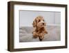 Maltipoo Dog. Adorable Maltese and Poodle Mix Puppy in Studio-OlgaOvcharenko-Framed Photographic Print