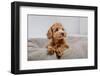 Maltipoo Dog. Adorable Maltese and Poodle Mix Puppy in Studio-OlgaOvcharenko-Framed Photographic Print