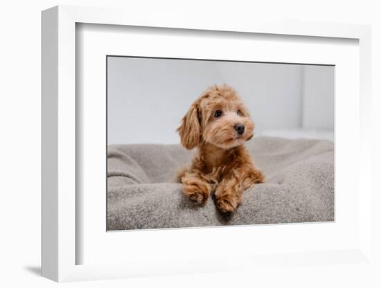 Maltipoo Dog. Adorable Maltese and Poodle Mix Puppy in Studio-OlgaOvcharenko-Framed Photographic Print