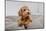 Maltipoo Dog. Adorable Maltese and Poodle Mix Puppy in Studio-OlgaOvcharenko-Mounted Photographic Print
