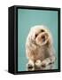 Maltipoo on a Blue Background. Curly Dog in Photo Studio. Maltese, Poodle-dezy-Framed Stretched Canvas