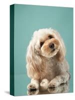 Maltipoo on a Blue Background. Curly Dog in Photo Studio. Maltese, Poodle-dezy-Stretched Canvas