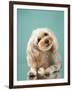 Maltipoo on a Blue Background. Curly Dog in Photo Studio. Maltese, Poodle-dezy-Framed Photographic Print