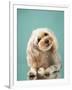 Maltipoo on a Blue Background. Curly Dog in Photo Studio. Maltese, Poodle-dezy-Framed Photographic Print