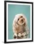 Maltipoo on a Blue Background. Curly Dog in Photo Studio. Maltese, Poodle-dezy-Framed Photographic Print