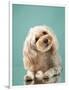 Maltipoo on a Blue Background. Curly Dog in Photo Studio. Maltese, Poodle-dezy-Framed Photographic Print