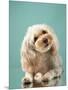 Maltipoo on a Blue Background. Curly Dog in Photo Studio. Maltese, Poodle-dezy-Mounted Photographic Print