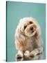 Maltipoo on a Blue Background. Curly Dog in Photo Studio. Maltese, Poodle-dezy-Stretched Canvas