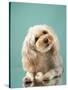 Maltipoo on a Blue Background. Curly Dog in Photo Studio. Maltese, Poodle-dezy-Stretched Canvas