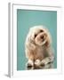 Maltipoo on a Blue Background. Curly Dog in Photo Studio. Maltese, Poodle-dezy-Framed Photographic Print