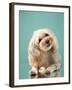 Maltipoo on a Blue Background. Curly Dog in Photo Studio. Maltese, Poodle-dezy-Framed Photographic Print