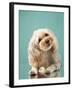 Maltipoo on a Blue Background. Curly Dog in Photo Studio. Maltese, Poodle-dezy-Framed Photographic Print