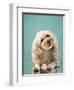 Maltipoo on a Blue Background. Curly Dog in Photo Studio. Maltese, Poodle-dezy-Framed Photographic Print