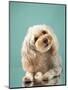 Maltipoo on a Blue Background. Curly Dog in Photo Studio. Maltese, Poodle-dezy-Mounted Photographic Print