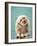 Maltipoo on a Blue Background. Curly Dog in Photo Studio. Maltese, Poodle-dezy-Framed Photographic Print