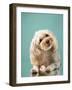 Maltipoo on a Blue Background. Curly Dog in Photo Studio. Maltese, Poodle-dezy-Framed Photographic Print