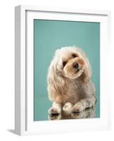 Maltipoo on a Blue Background. Curly Dog in Photo Studio. Maltese, Poodle-dezy-Framed Photographic Print