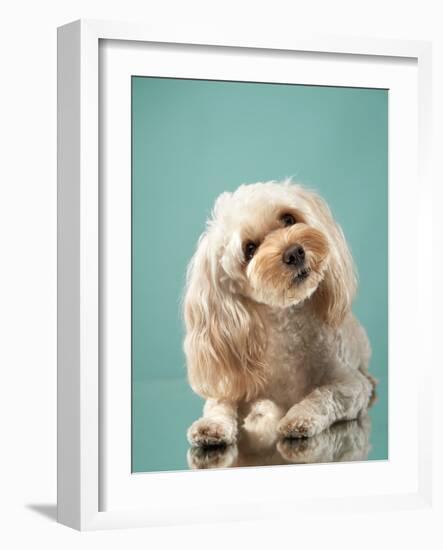 Maltipoo on a Blue Background. Curly Dog in Photo Studio. Maltese, Poodle-dezy-Framed Photographic Print