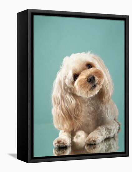 Maltipoo on a Blue Background. Curly Dog in Photo Studio. Maltese, Poodle-dezy-Framed Stretched Canvas