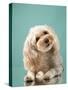 Maltipoo on a Blue Background. Curly Dog in Photo Studio. Maltese, Poodle-dezy-Stretched Canvas