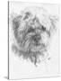 Maltipoo-Barbara Keith-Stretched Canvas