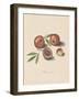 Malum Punicum-Elias Verhulst-Framed Giclee Print