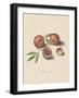 Malum Punicum-Elias Verhulst-Framed Giclee Print