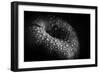 malum-Peter Pfeiffer-Framed Photographic Print