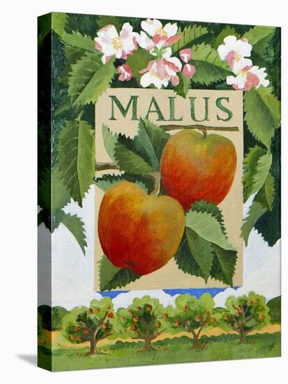 Malus (Apple), 2014-Jennifer Abbott-Stretched Canvas