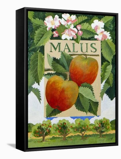 Malus (Apple), 2014-Jennifer Abbott-Framed Stretched Canvas