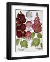 Malva Hortensis-null-Framed Giclee Print