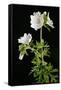 Malva Moschata Alba, White Musk Mallow (Photo)-null-Framed Stretched Canvas