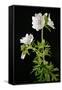 Malva Moschata Alba, White Musk Mallow (Photo)-null-Framed Stretched Canvas