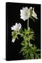 Malva Moschata Alba, White Musk Mallow (Photo)-null-Stretched Canvas