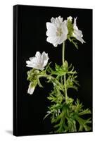 Malva Moschata Alba, White Musk Mallow (Photo)-null-Framed Stretched Canvas