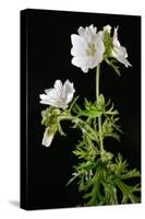 Malva Moschata Alba, White Musk Mallow (Photo)-null-Stretched Canvas