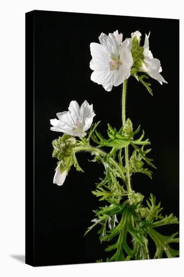 Malva Moschata Alba, White Musk Mallow (Photo)-null-Stretched Canvas