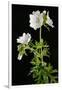 Malva Moschata Alba, White Musk Mallow (Photo)-null-Framed Giclee Print