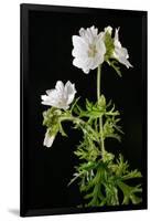 Malva Moschata Alba, White Musk Mallow (Photo)-null-Framed Giclee Print