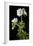 Malva Moschata Alba, White Musk Mallow (Photo)-null-Framed Giclee Print