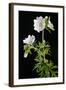 Malva Moschata Alba, White Musk Mallow (Photo)-null-Framed Giclee Print