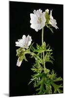 Malva Moschata Alba, White Musk Mallow (Photo)-null-Mounted Giclee Print