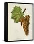 Malvasia Roja Grape-J. Troncy-Framed Stretched Canvas