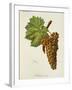 Malvasia Roja Grape-J. Troncy-Framed Giclee Print