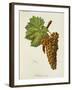 Malvasia Roja Grape-J. Troncy-Framed Giclee Print