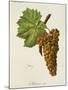 Malvasia Roja Grape-J. Troncy-Mounted Giclee Print
