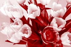 Bouquet from Several Tulips of Monochrome Red Color-malven-Stretched Canvas