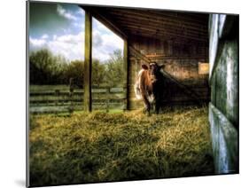 Mama-Stephen Arens-Mounted Photographic Print